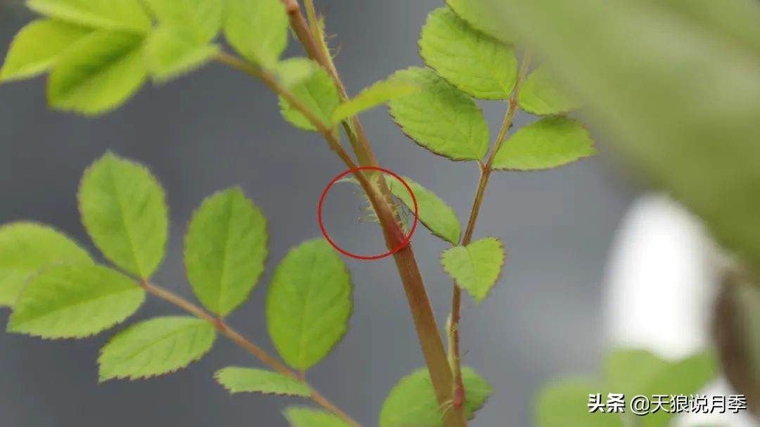 天狼说月季花苞着色后怎么用肥,天狼说月季冬季扦插月季的视频