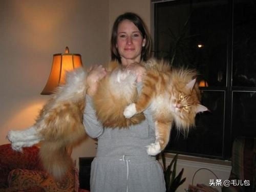 世界上最大的动物长什么样,所有动物最大的样子有多大