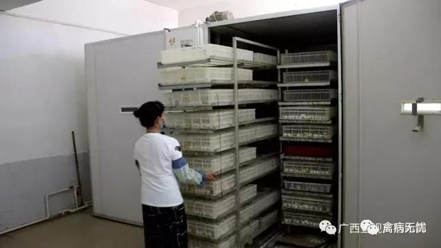 广西肉鸽基地,广西养殖肉鸽