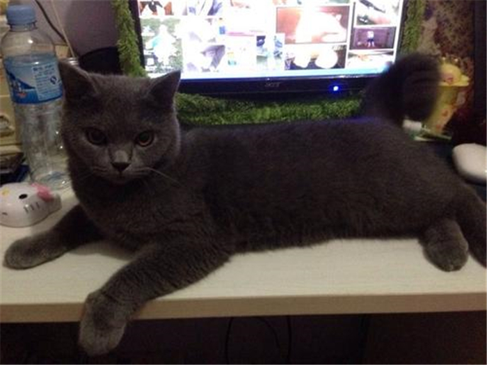 猫咪是液体做的？主人以为泡沫盒里多了根棍子，仔细一看竟是只猫