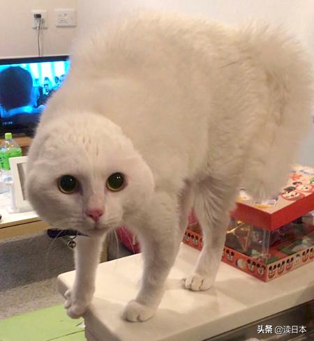 沙雕手办日本小哥,日本沙雕手办小哥哥