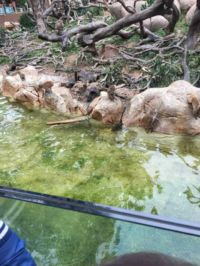 长隆野生动物园旅游攻略带娃,广州长隆动物园适合亲子游