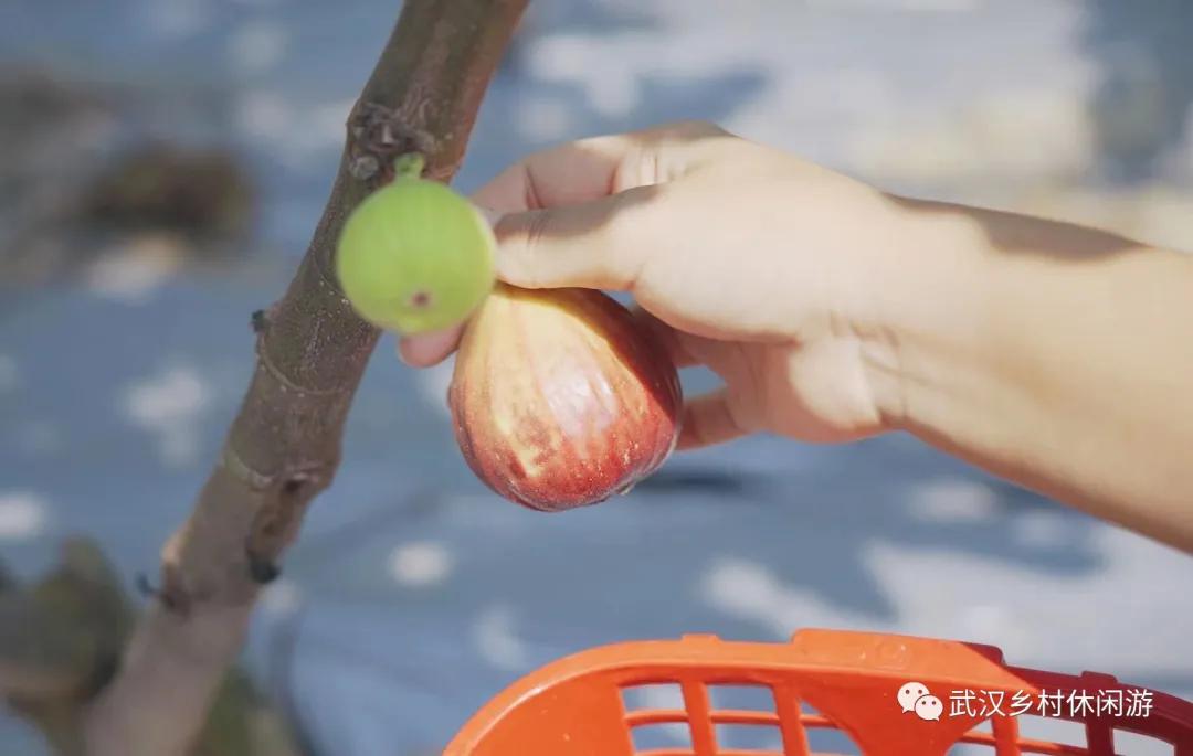 太好吃了！无花果上市，查收一份来自东西湖区的甜蜜暴击