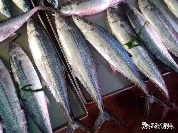 最受欢迎的海洋鱼排名,最受欢迎的十大海鲜