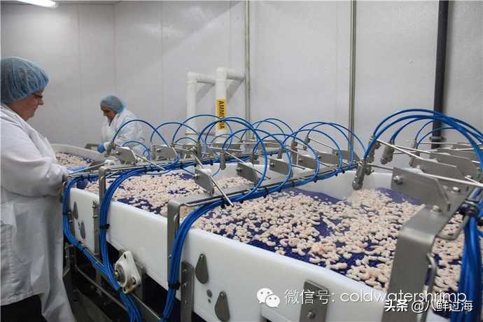 盐田生虾仁工厂,去壳北极甜虾工厂