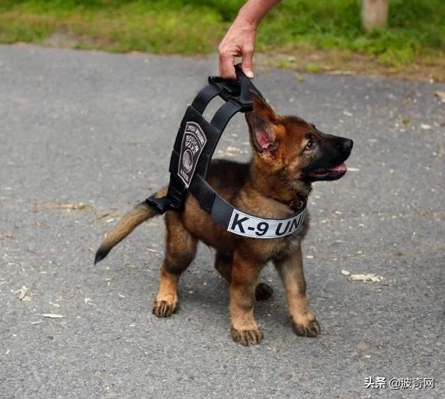 小时候的德牧有多萌,德牧小时候的神仙颜值