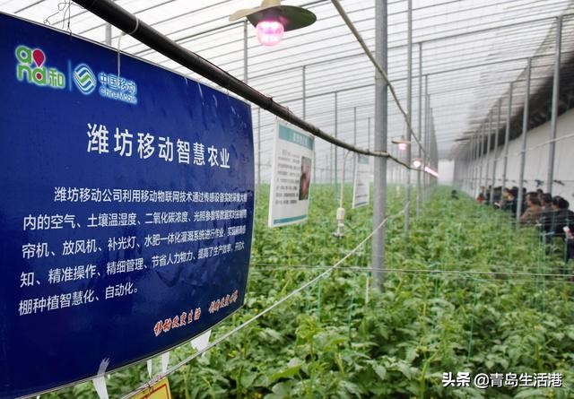 寿光蔬菜是怎么流通到全国各地的,寿光蔬菜都卖到哪些地方