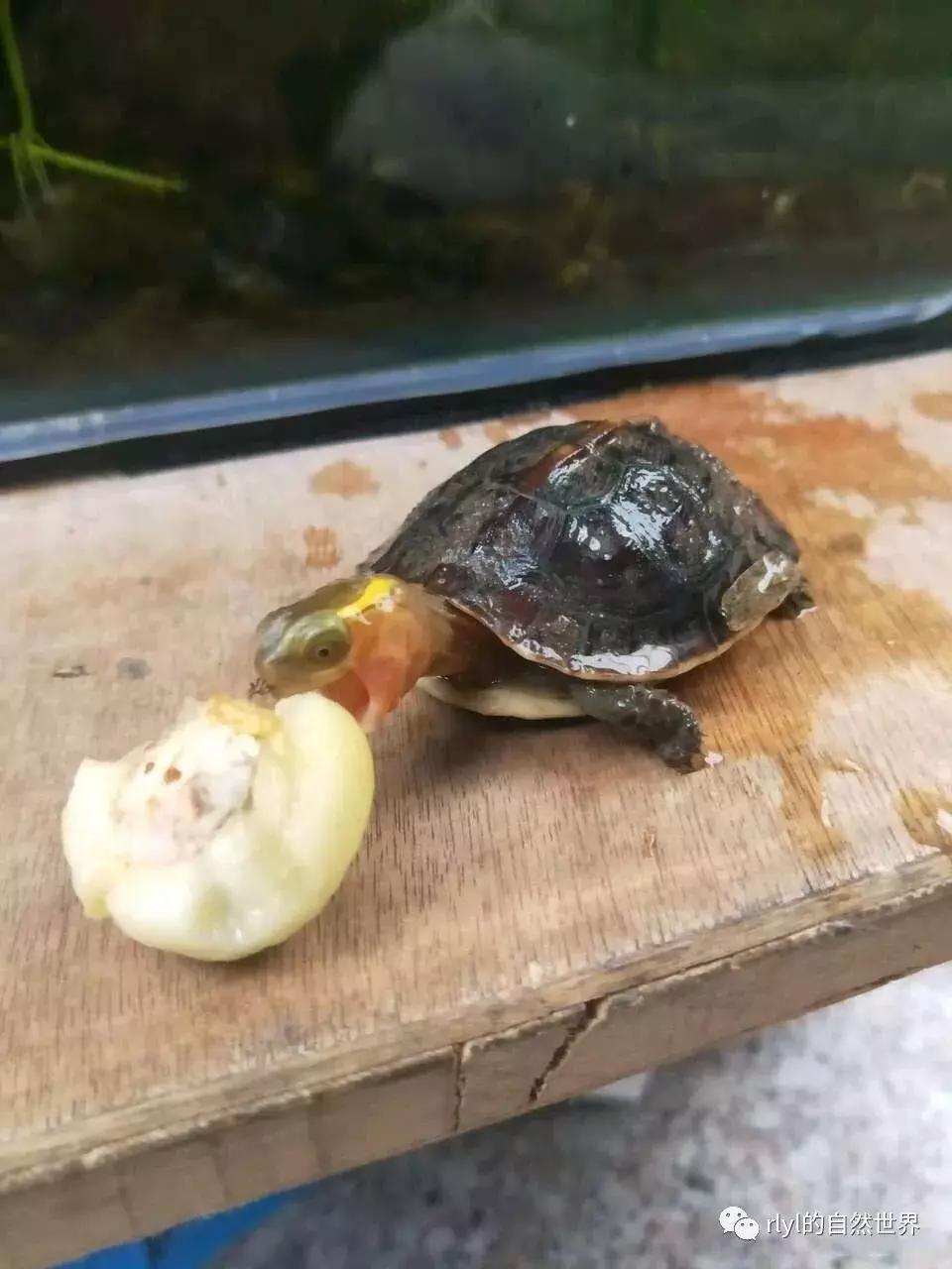 黄缘龟多大可以进环境造景,黄缘龟造景用陶粒还是火山石