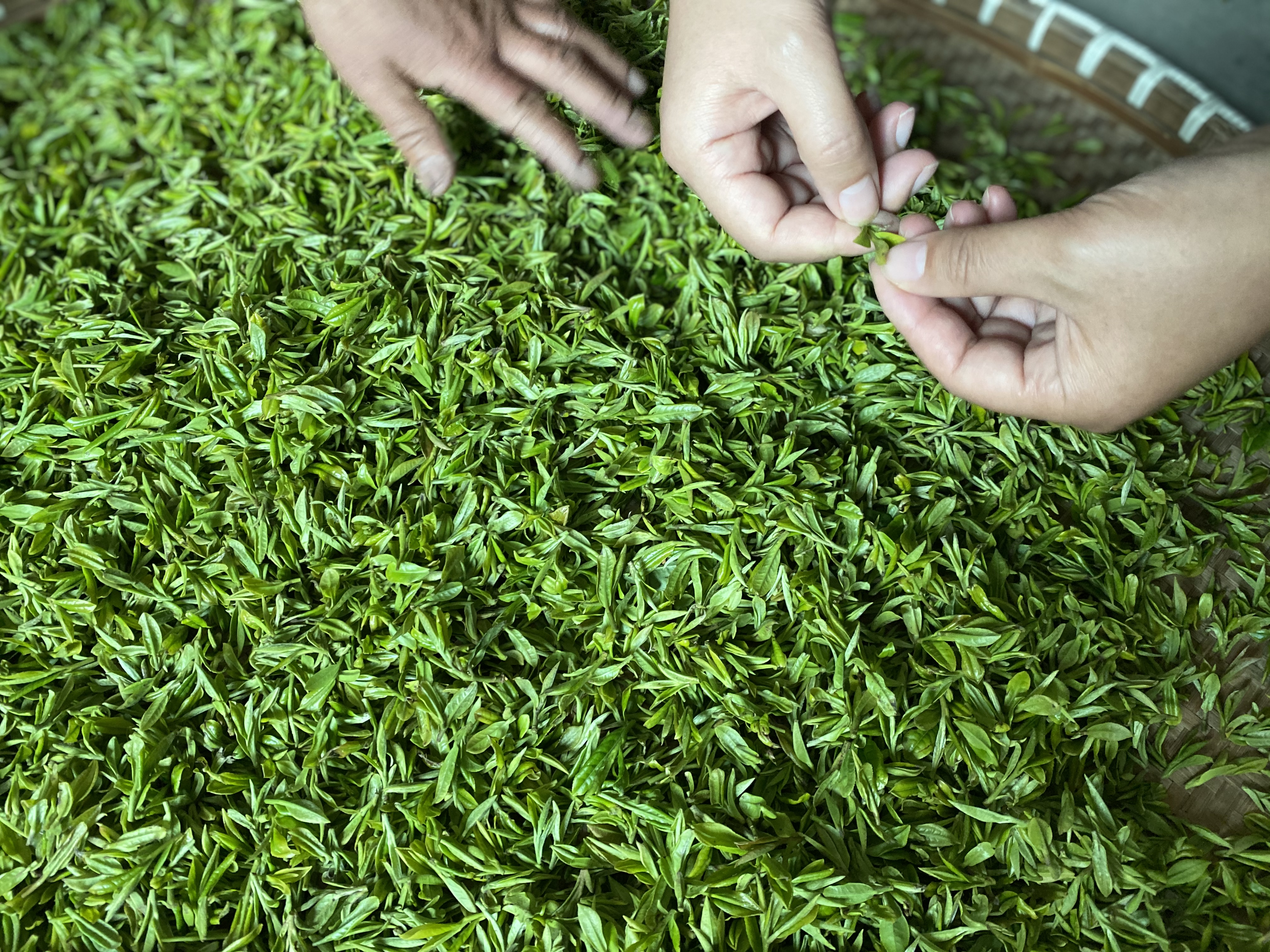 龙井适合哪个季节喝最好,哪个季节的龙井最好喝