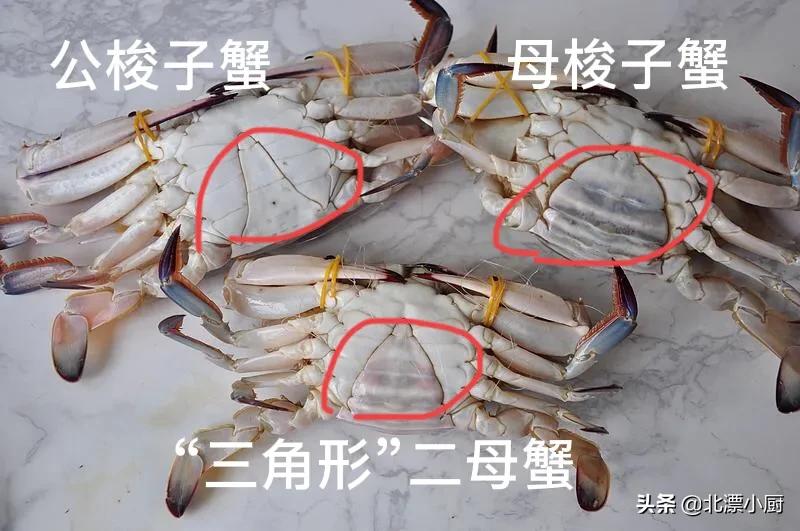 秋后的梭子蟹顶盖肥,梭子蟹顶盖肥好吗