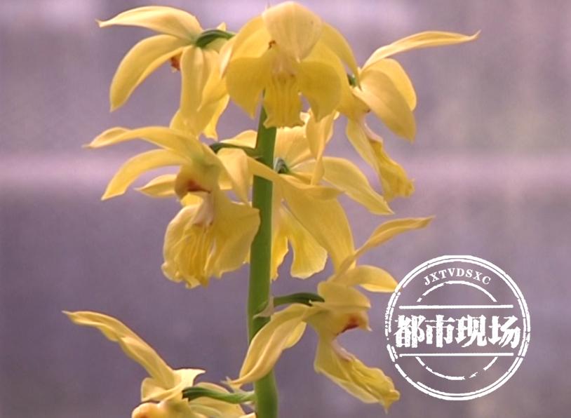 江西有野生兰花吗,江西野生兰花品种