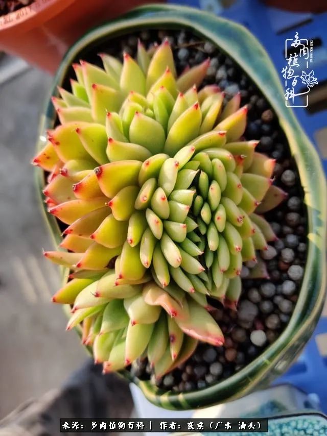 广东春天多肉图片大全,这个季节的多肉状态是最美的