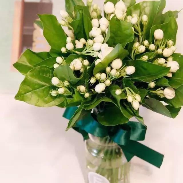 哪种植物花香助眠,安眠植物