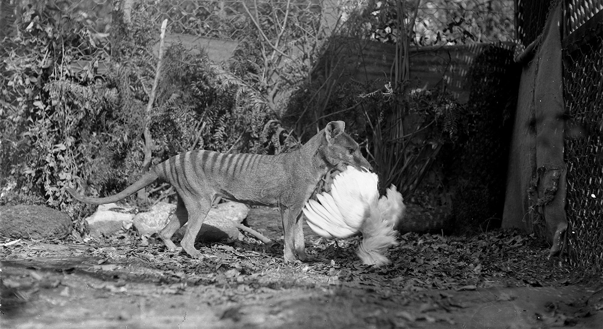 猫狗祖先的进化史,猫狗在现今社会的地位