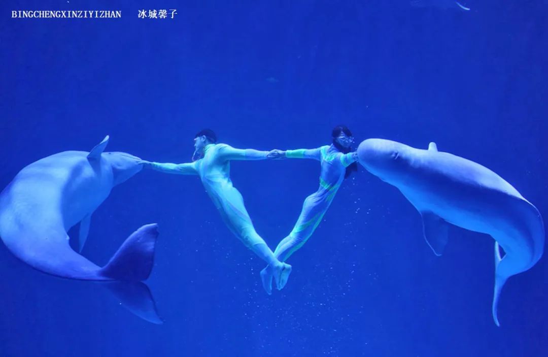 走进哈尔滨完整视频,走进哈尔滨海洋馆