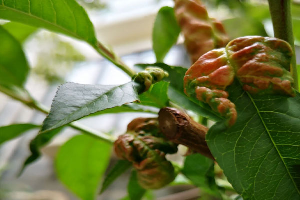 春雷喹啉铜可以治疗桃树缩叶病吗,辛菌胺醋酸盐对桃树缩叶病有效吗