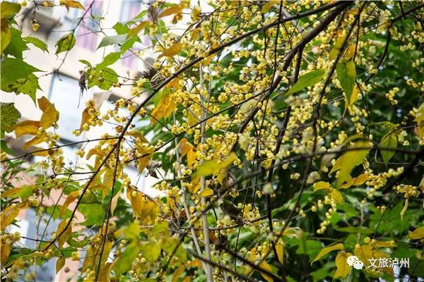 泸州的腊梅花在什么地方,泸州腊梅花观赏