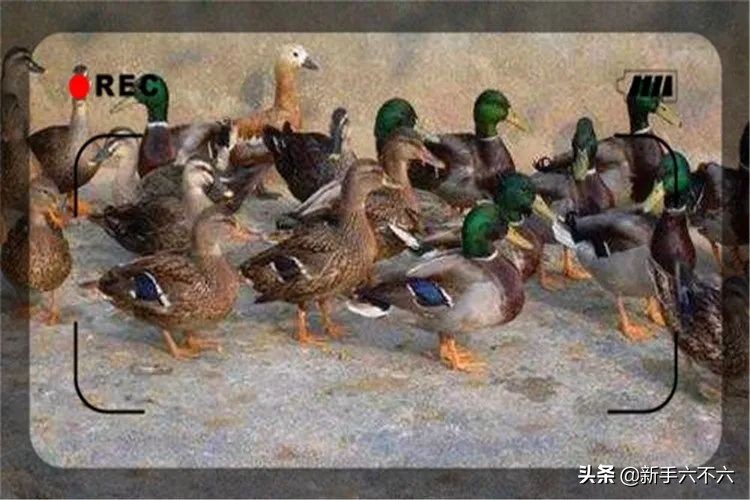 适合农村创业的十大养殖项目,适合农村创业的十大养殖创业项目