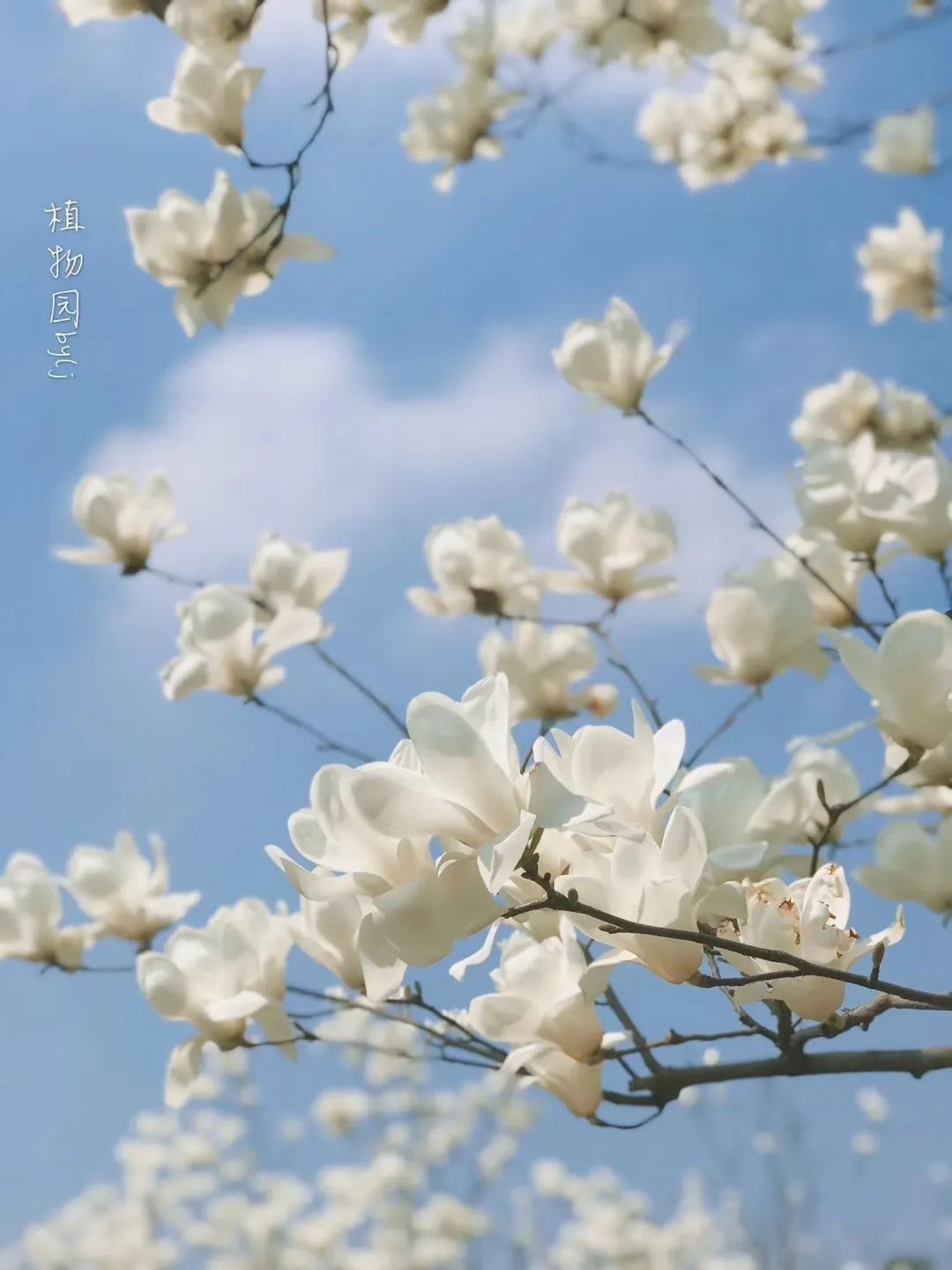 苏州赏花推荐景点有哪些,苏州赏花踏青攻略