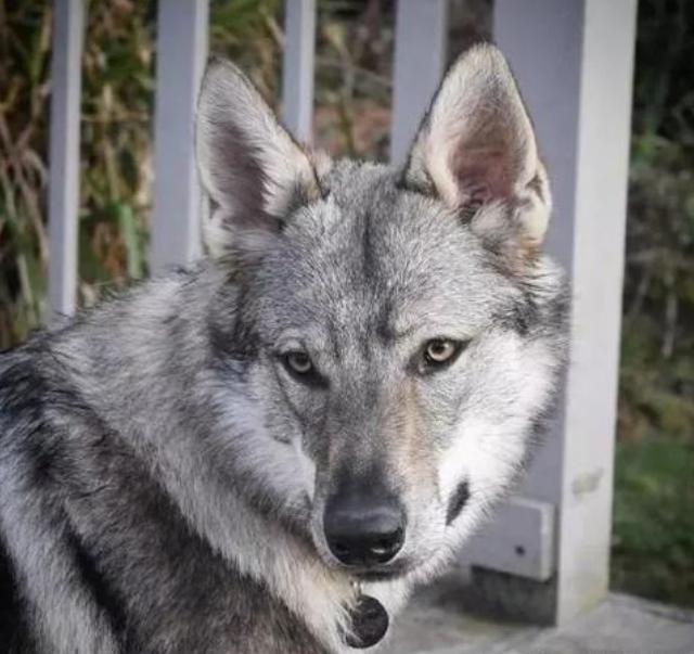 最霸气又好养的狗是什么狗,最酷的六种狗排名前十