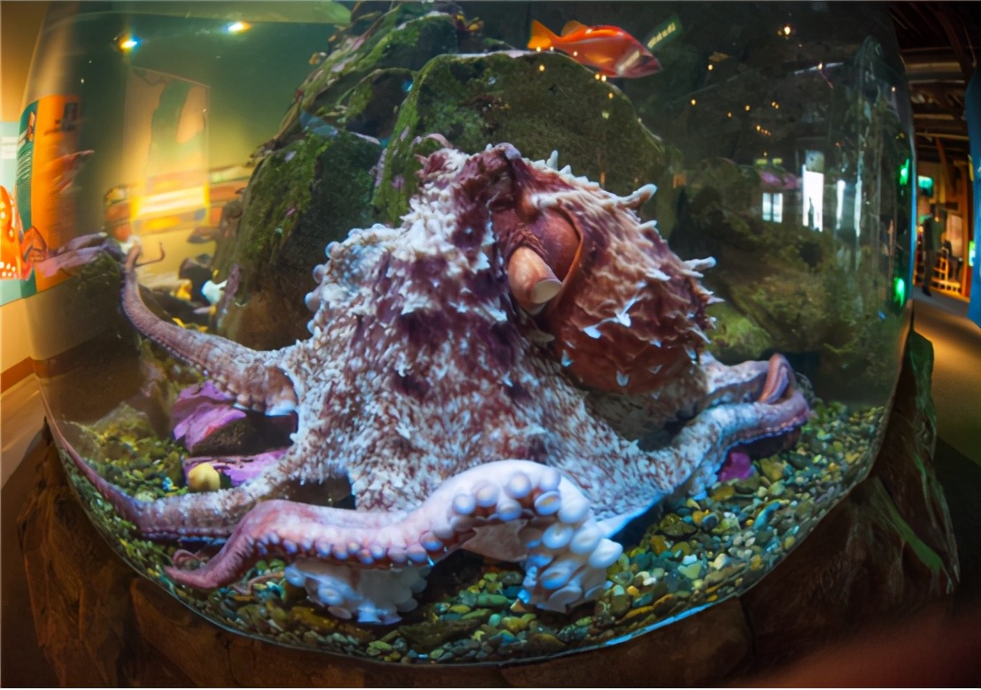 食物链顶端动物智商 (为什么食物链顶端动物智商高)