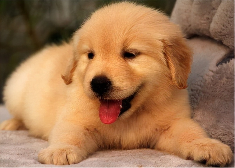 金毛犬如何喂养最佳视频,金毛犬喂食的正确方法