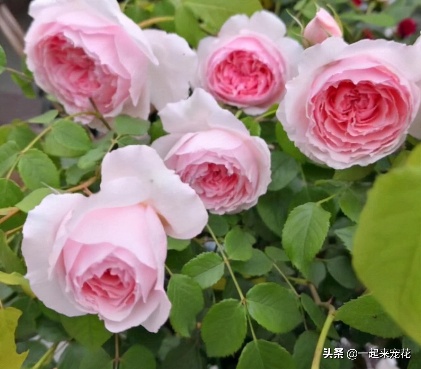 十大公认最好养切花月季,月季盆栽皮实好养的品种排名