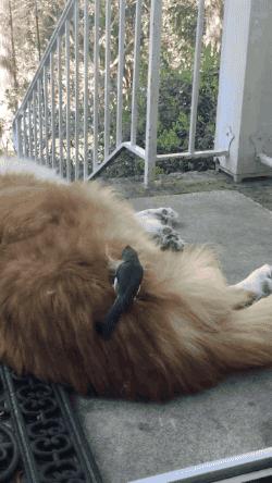 搞笑百米跨栏赛跑,跨栏运动搞笑图