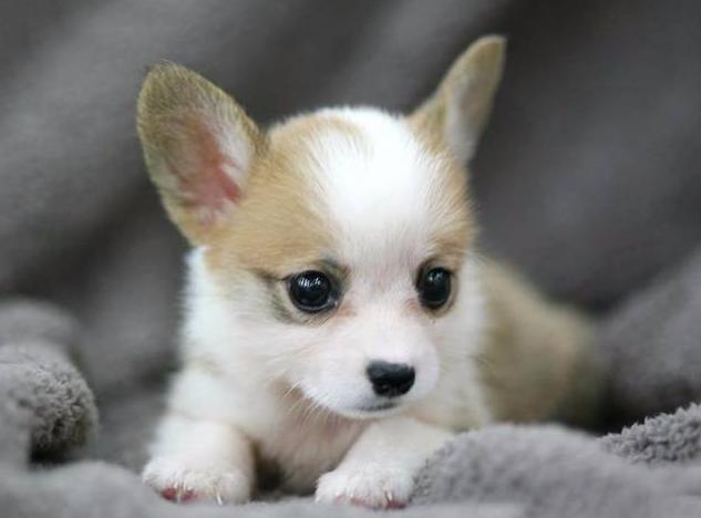 柯基犬如何看聪明不聪明,如何科学养一只柯基犬呢