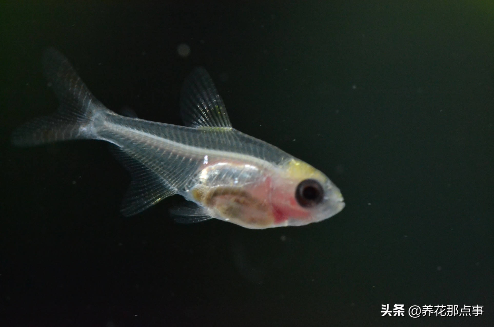 新手养小型热带鱼推荐,热带鱼生态鱼缸养殖必备条件