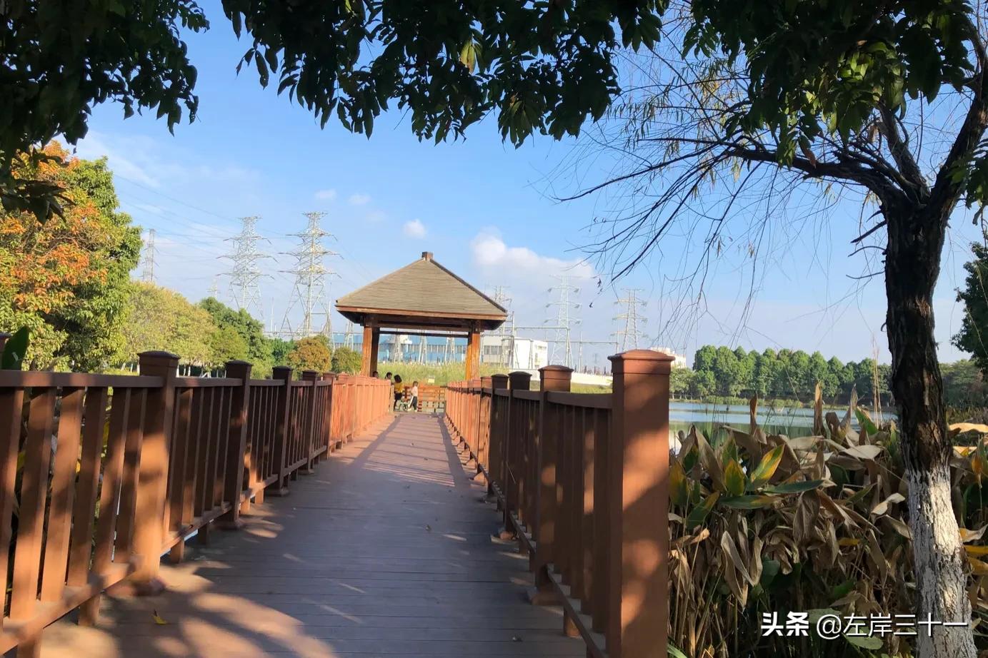 东莞湿地生态修复处理后效果,东莞生态园中央水系