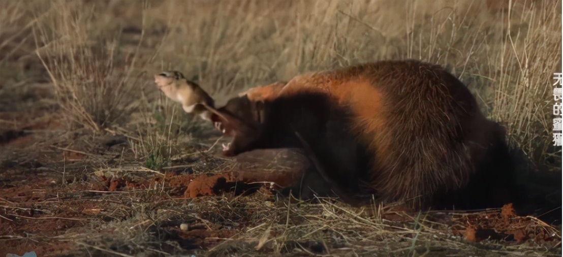 蜜獾两小时后继续享用毒蛇,蜜獾凶猛攻击人类