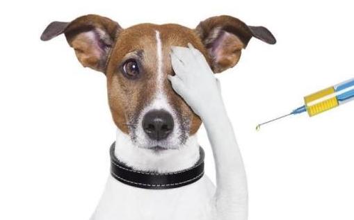 狂犬什么时间内打,正确的养狼犬方法视频