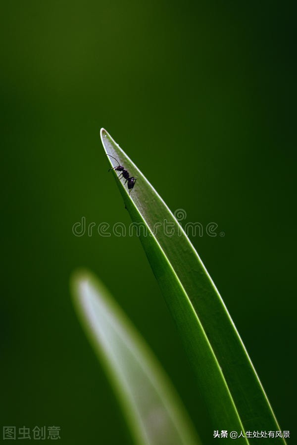 写作|种子的旅行｜杨柳风习作点评