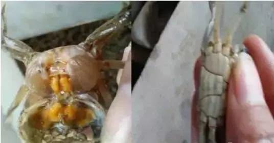 蟹类专题河蟹养殖如何选苗与放苗,怎么挑选好的河蟹蟹苗