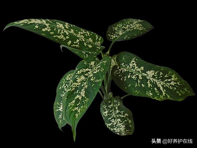 九种常见有毒花卉有哪些,常见的有毒花卉有哪些