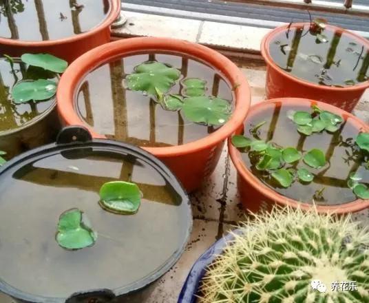 碗莲能养小鱼吗,一缸碗莲养几条小鱼