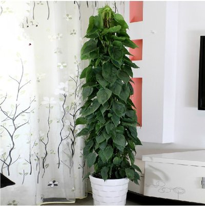 特别耐养的盆栽观叶绿植,叶片可以长很长的绿植