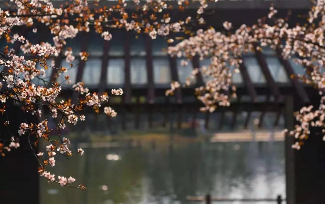 杭州美职学校风景,杭州美丽学校评选