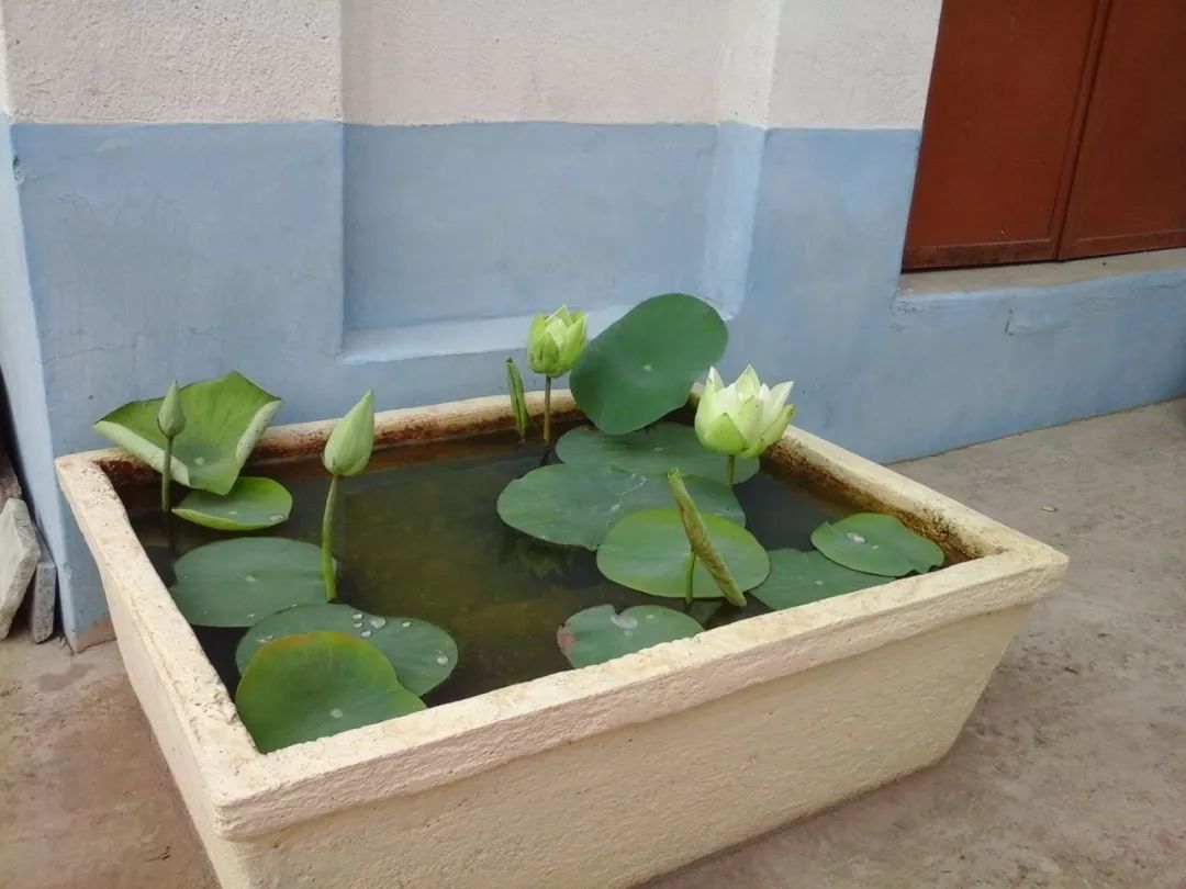 睡莲怎么养才能开花大,睡莲怎么养才容易开花