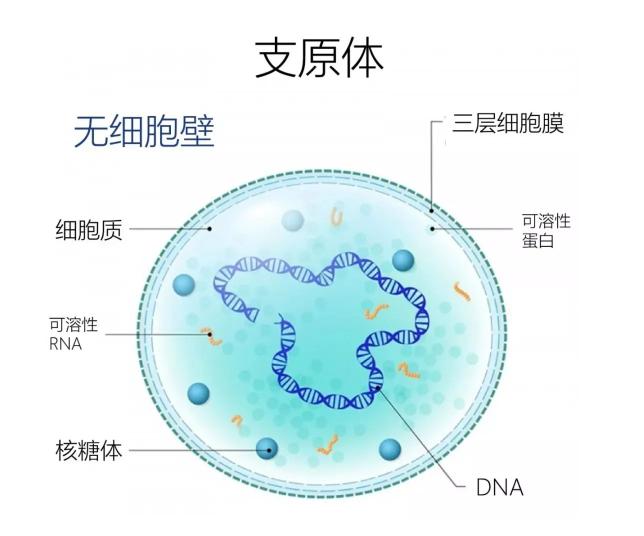 小黄盒检查支原体准不准,小黄盒查支原体准吗