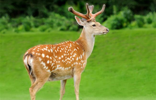 鹿尾制馔，袁枚是用菜叶子包起来蒸着吃