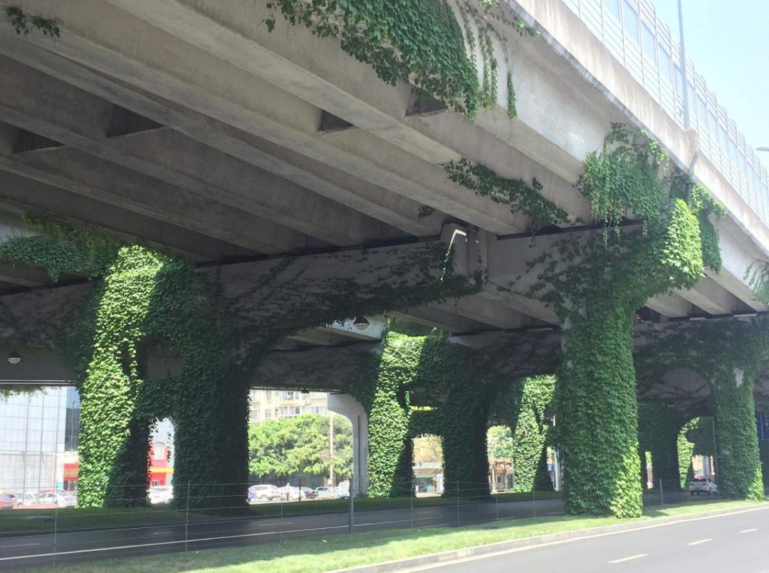 高架桥上为什么只种爬山虎,为啥高架桥要种满爬山虎