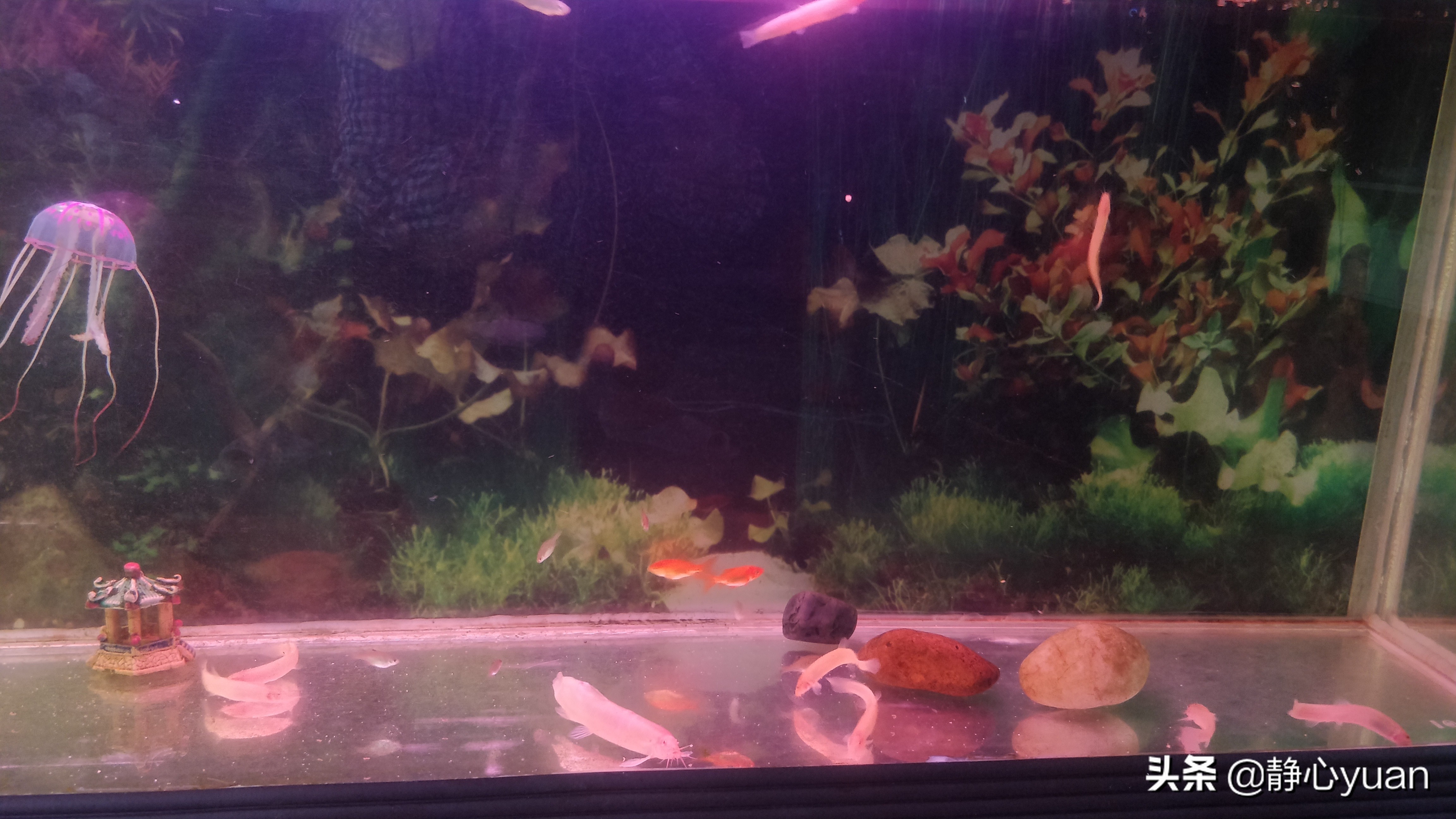 自己在家做鱼缸需要准备什么,自己做鱼缸注意事项