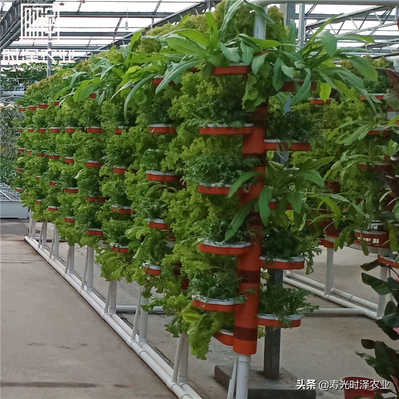大棚无土栽培番茄病虫害防治,无土栽培有机蔬菜病虫害防治