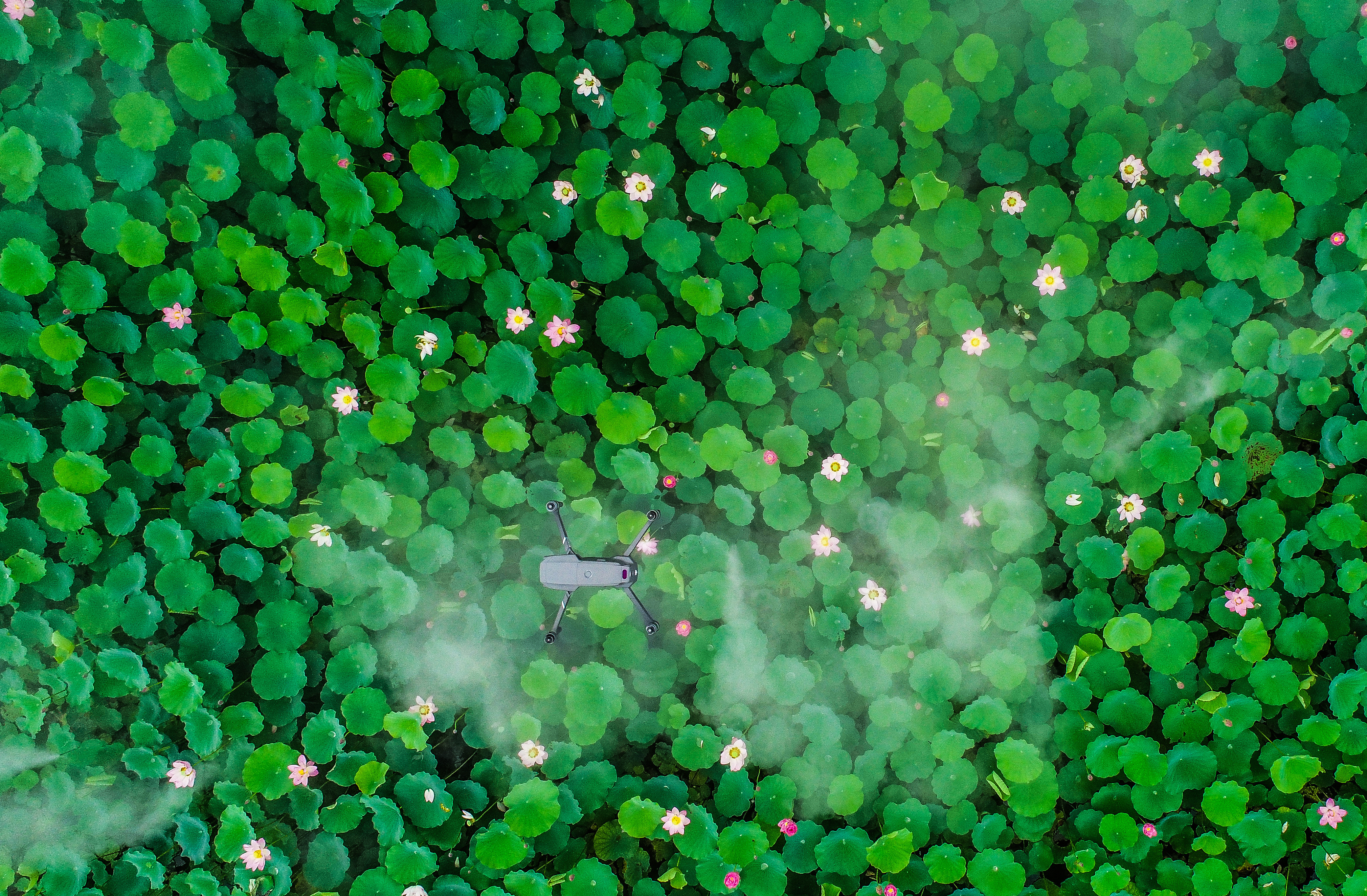 美人如花   花自放歌——三年级古诗《采莲曲》品读