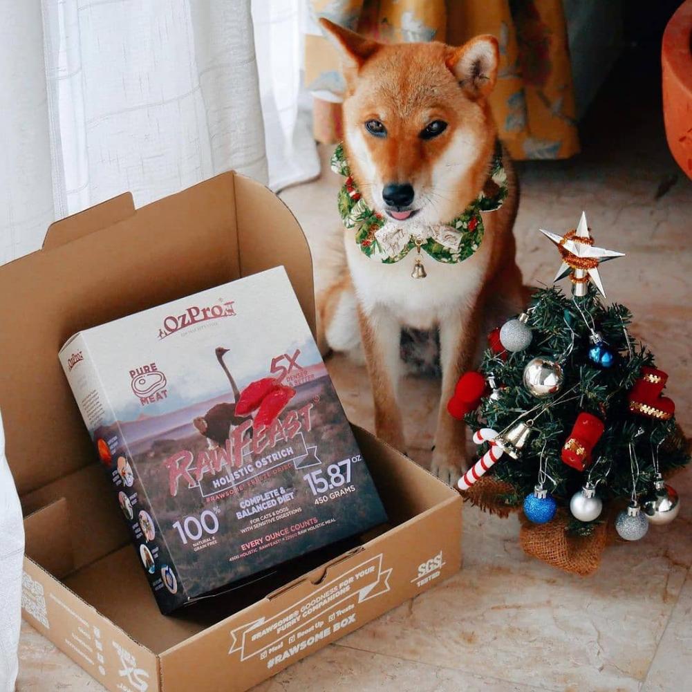 狗狗吃狗粮和不吃狗粮有什么区别,狗狗为什么不吃狗粮爱翻垃圾