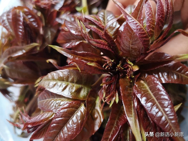 鲜香椿芽的吃法大全,香椿芽尝鲜
