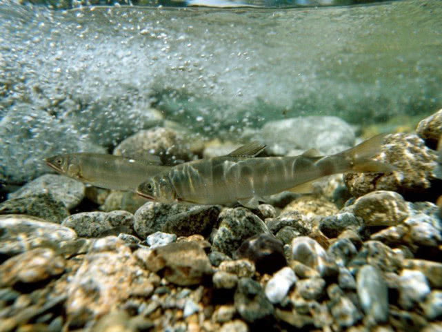 日本人认为最好吃的鱼,日本最好吃的几种鱼