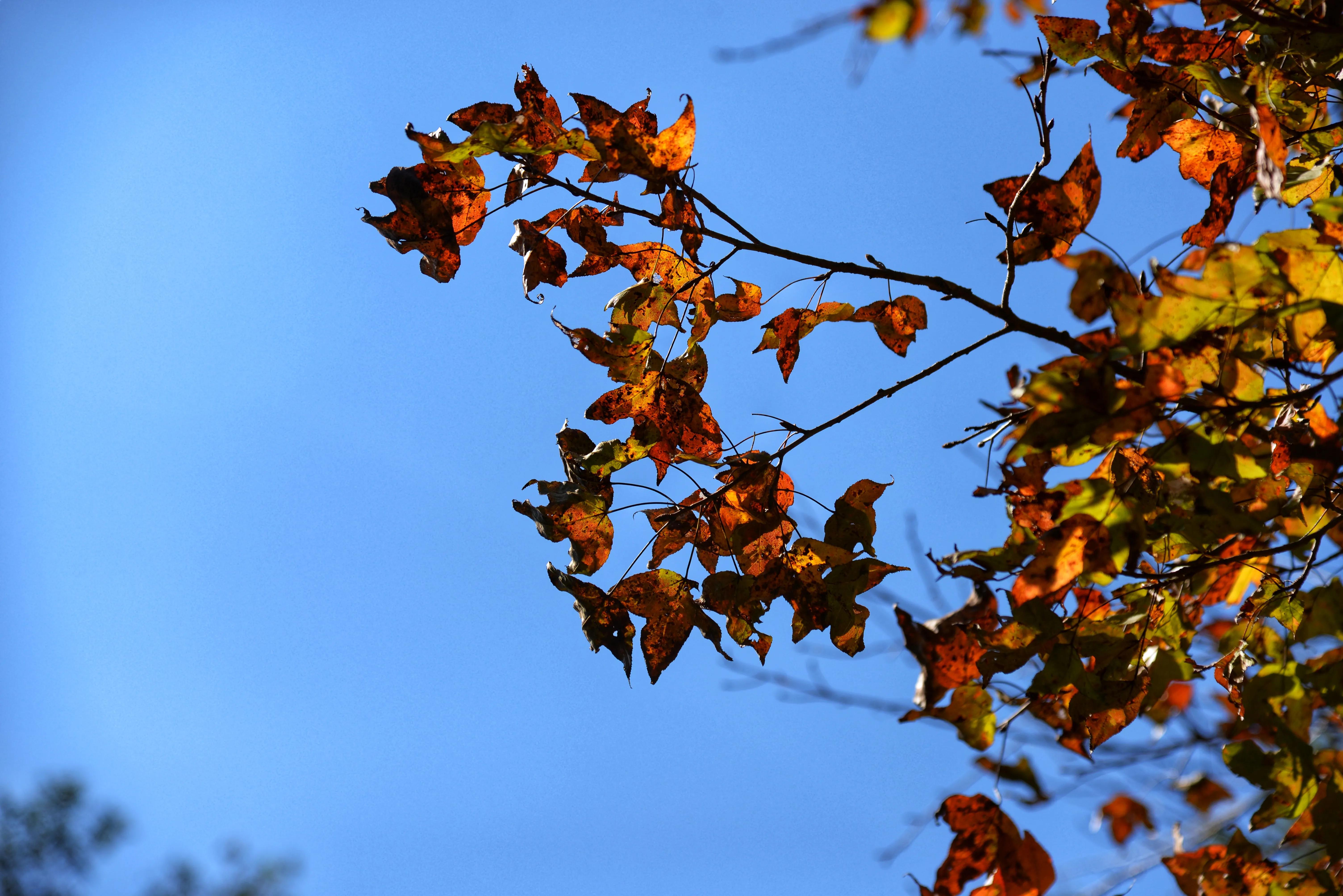 新丰云髻山,新丰云髻山枫叶红了吗